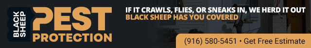 Advertisement image for Black Sheep Pest Protection