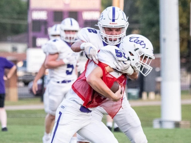 Dove Convinced To Spread Wings